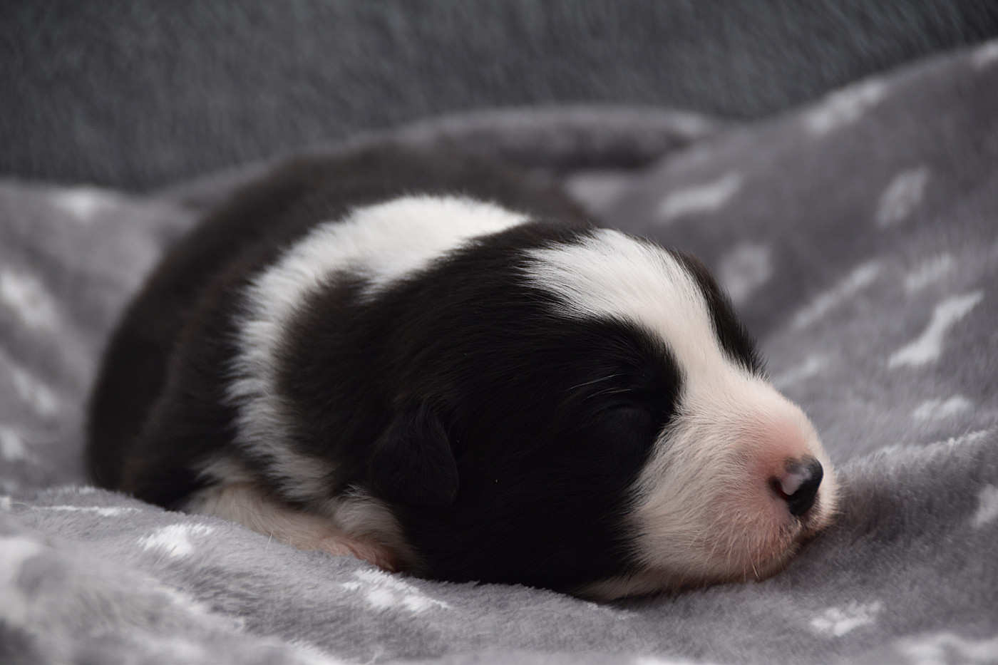 De La Rodge Creux - Chiots disponibles - Berger Australien