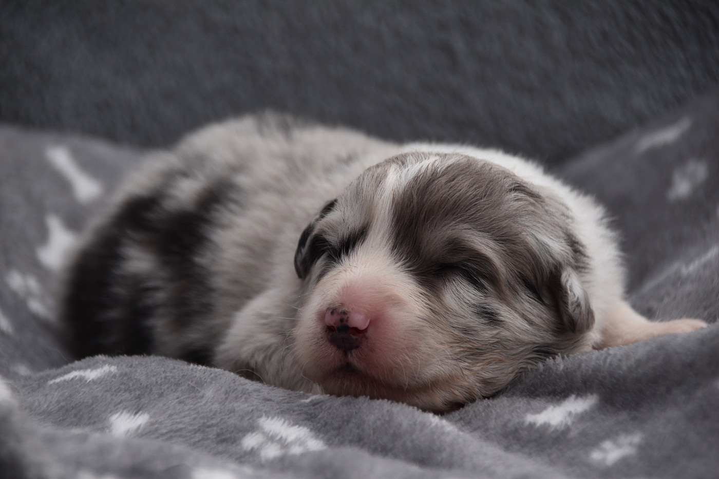 De La Rodge Creux - Chiots disponibles - Berger Australien