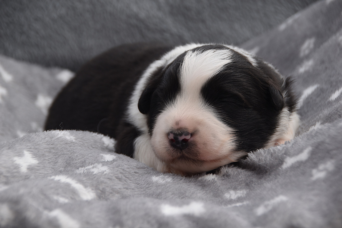 De La Rodge Creux - Chiots disponibles - Berger Australien