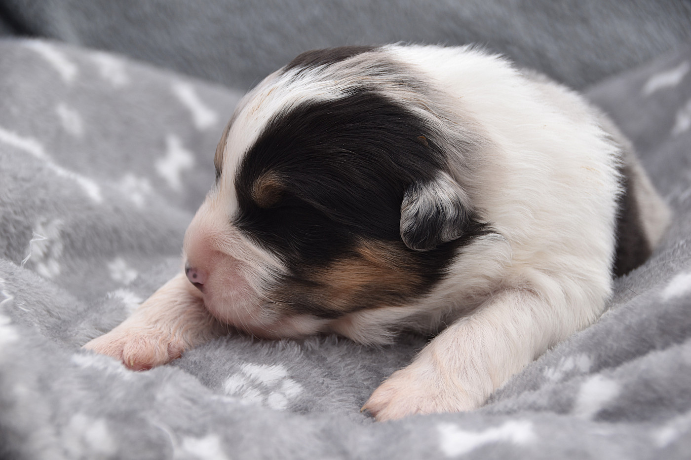 De La Rodge Creux - Chiots disponibles - Berger Australien