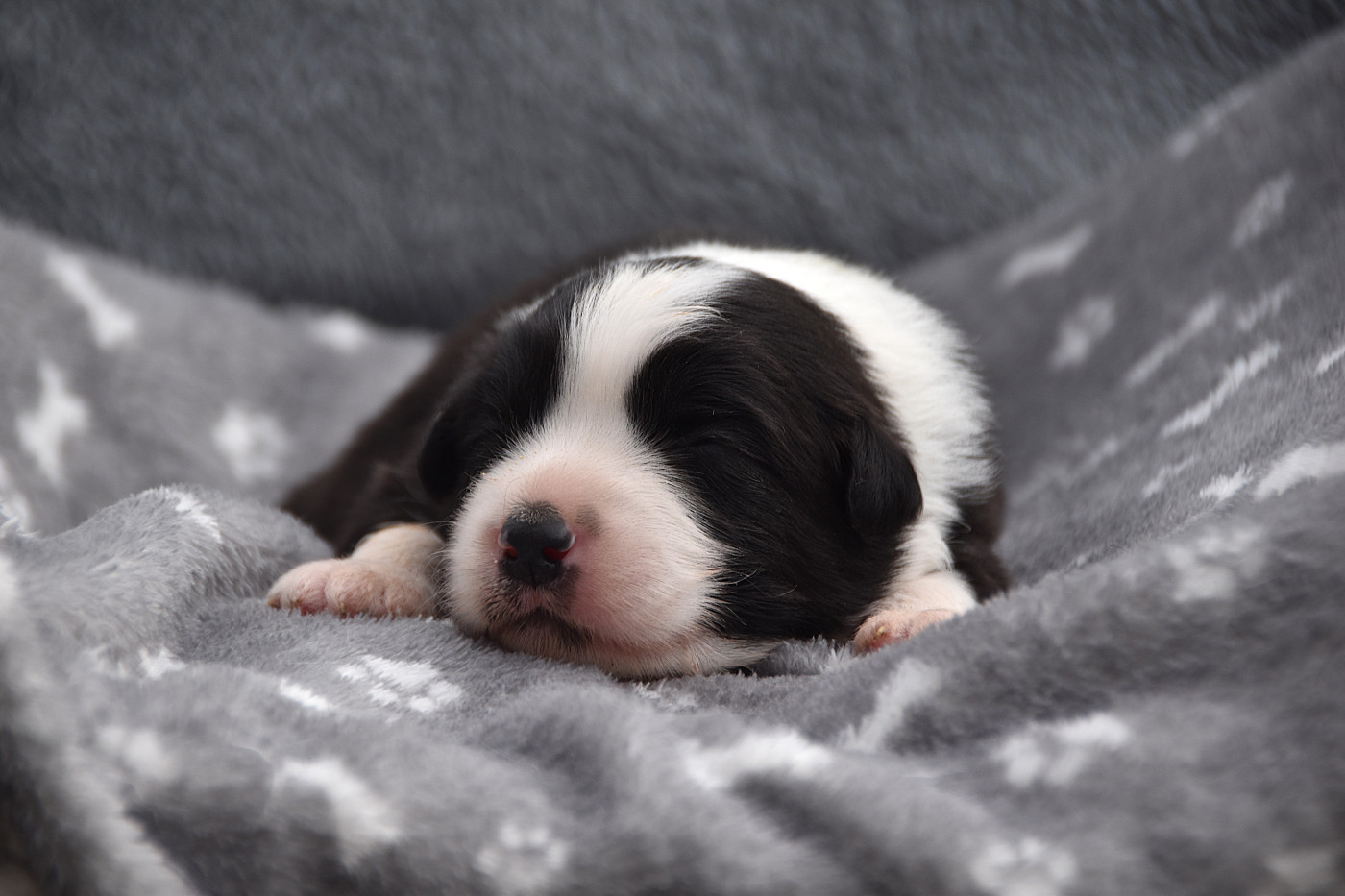 De La Rodge Creux - Chiots disponibles - Berger Australien