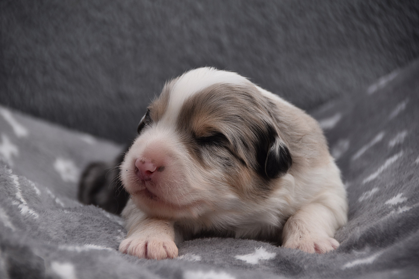 De La Rodge Creux - Chiots disponibles - Berger Australien
