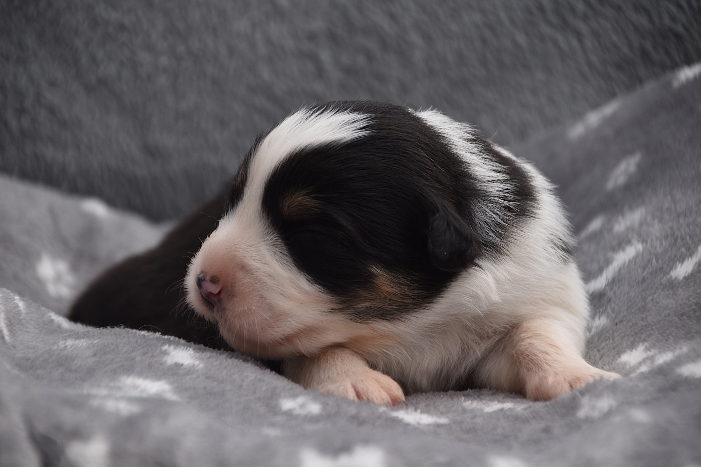 De La Rodge Creux - Chiots disponibles - Berger Australien