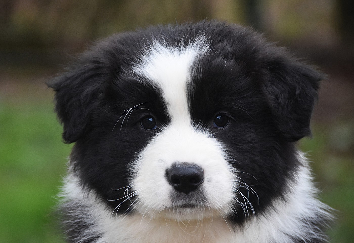 De La Rodge Creux - Chiots disponibles - Berger Australien