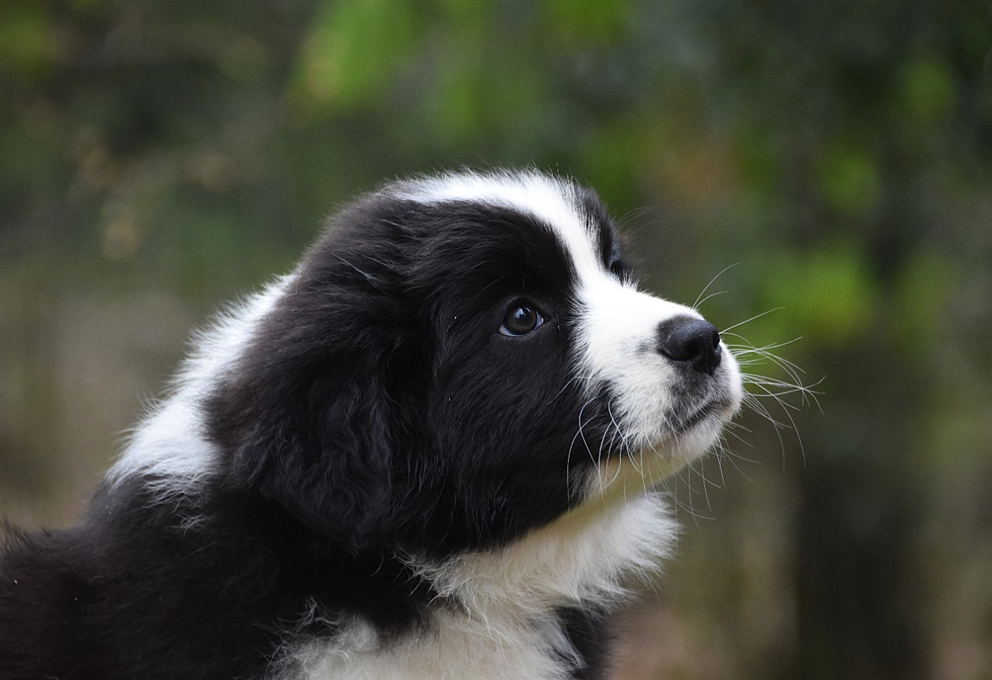 De La Rodge Creux - Chiots disponibles - Berger Australien