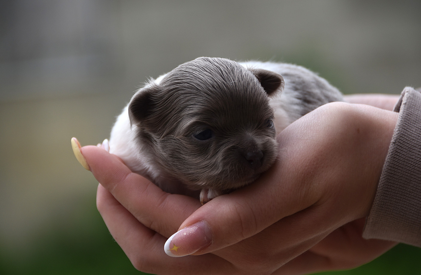 De La Rodge Creux - Chiots disponibles - Chihuahua