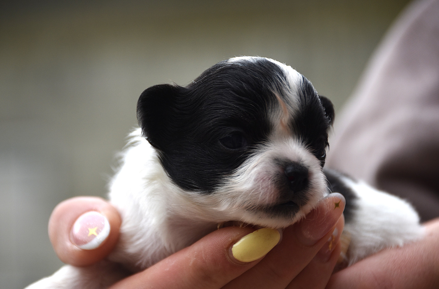 De La Rodge Creux - Chiots disponibles - Chihuahua