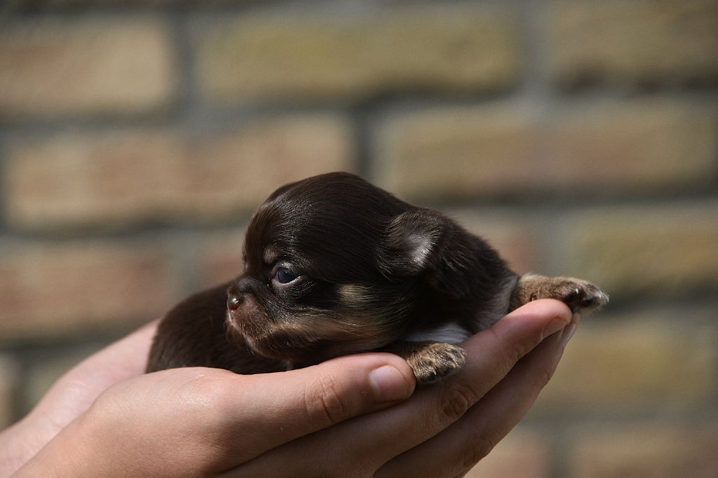 De La Rodge Creux - Chiots disponibles - Chihuahua