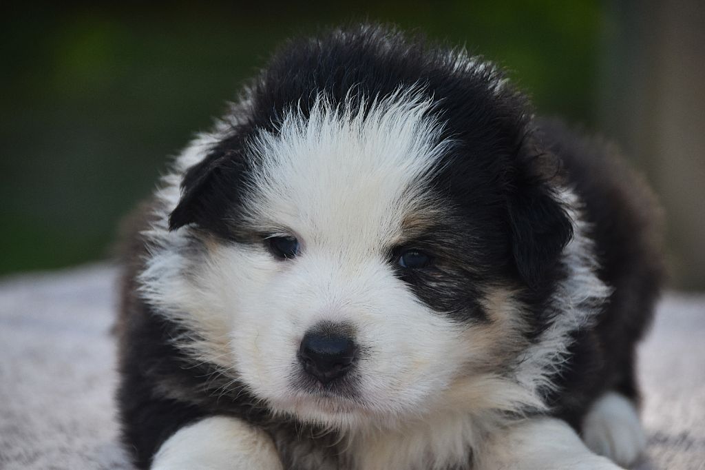 De La Rodge Creux - Chiots disponibles - Berger Australien