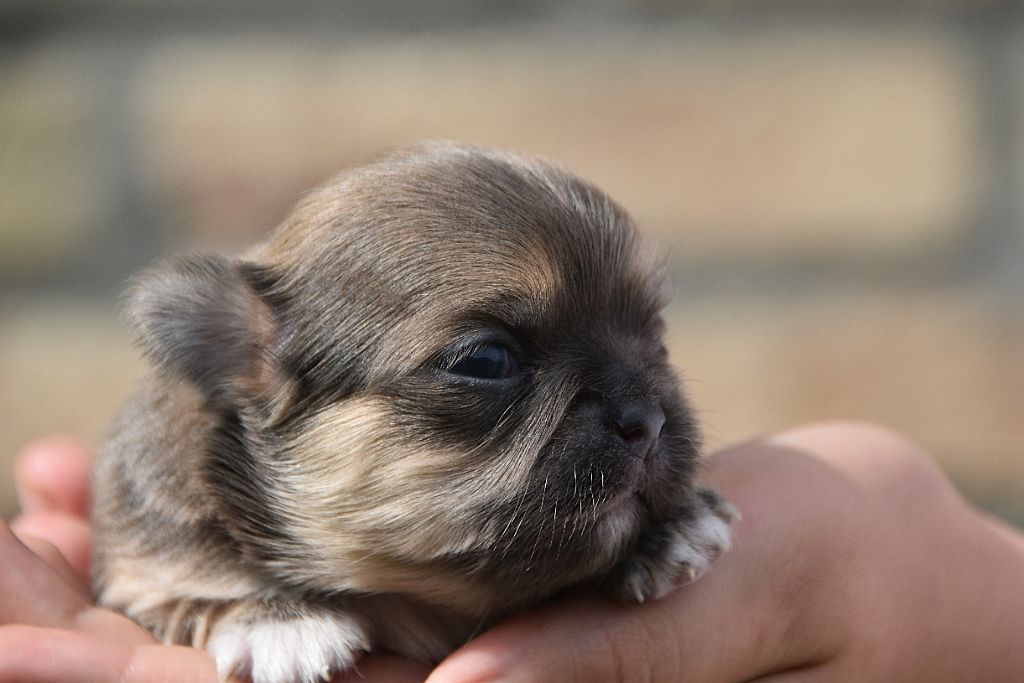 De La Rodge Creux - Chiots disponibles - Chihuahua