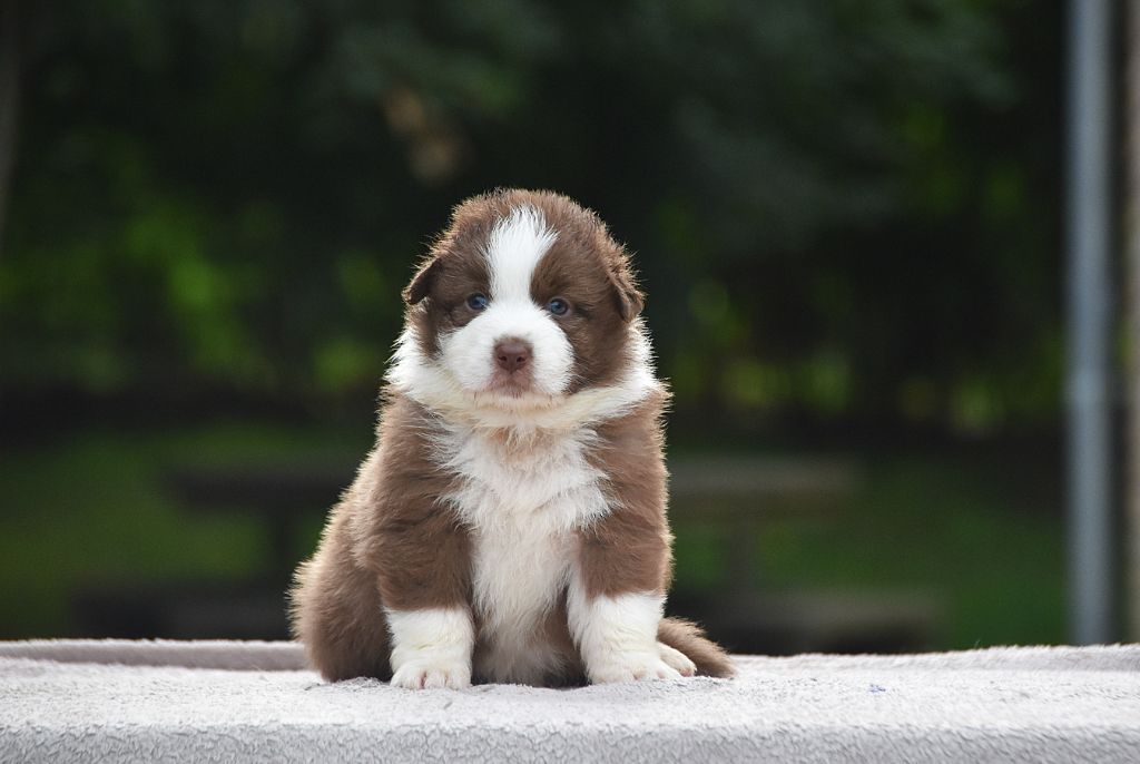 De La Rodge Creux - Chiots disponibles - Berger Australien