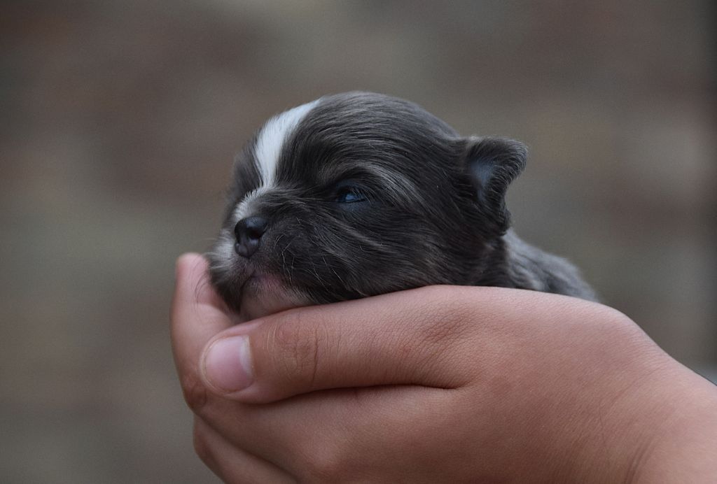De La Rodge Creux - Chiots disponibles - Chihuahua