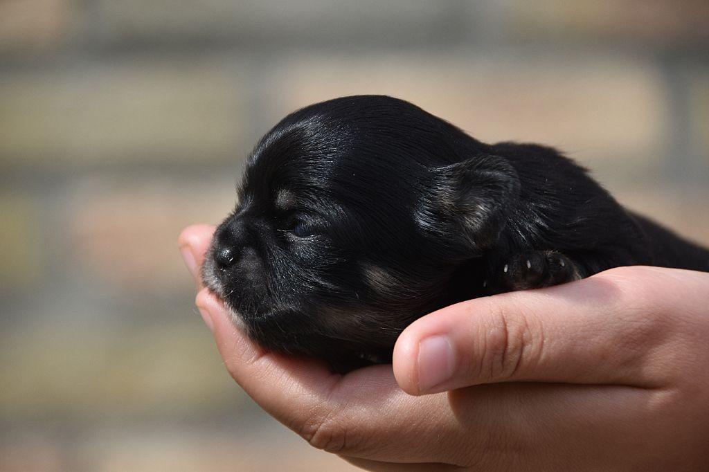 De La Rodge Creux - Chiots disponibles - Chihuahua