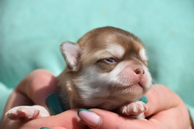 Chiot N°1
