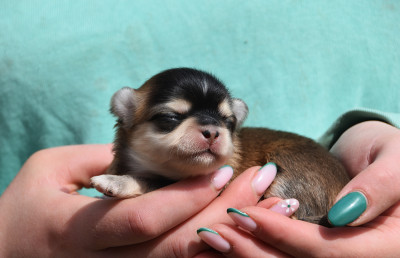 Chiot N°2