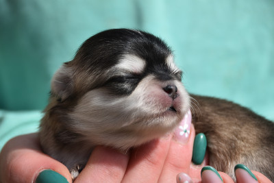 Chiot N°3