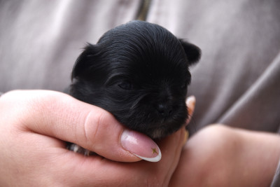 Chiot N°1