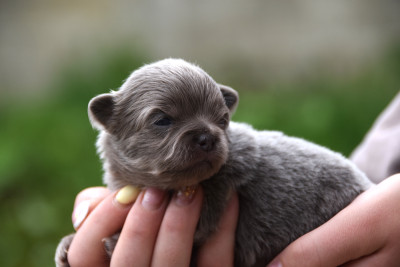 Chiot N°2
