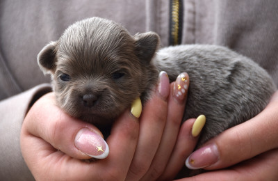 Chiot N°3