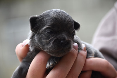 Chiot N°4
