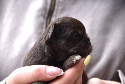 Chiot N°5