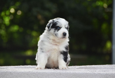 CHIOT 4