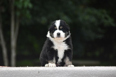 CHIOT 8
