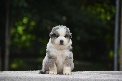 CHIOT 3
