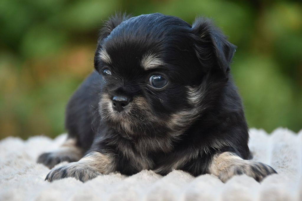 De La Rodge Creux - Chiots disponibles - Chihuahua