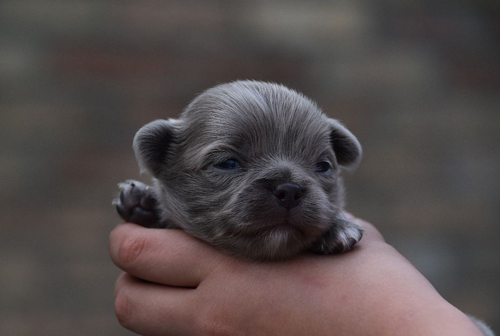 De La Rodge Creux - Chiots disponibles - Chihuahua