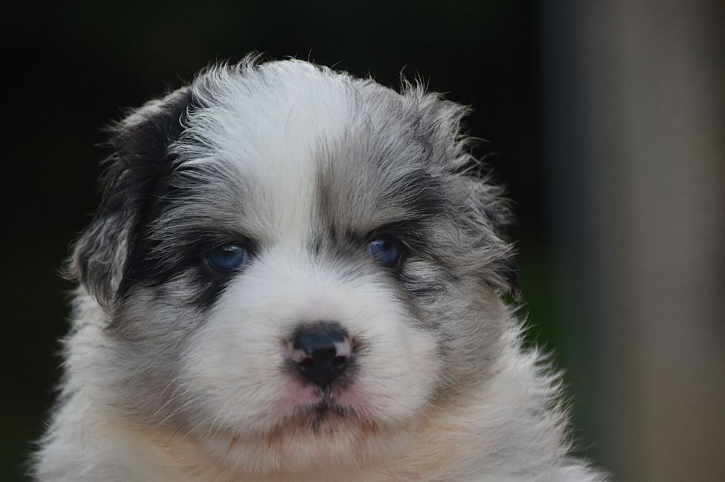 De La Rodge Creux - Chiots disponibles - Berger Australien
