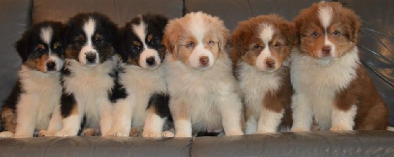 Chiot Berger Australien De La Rodge Creux