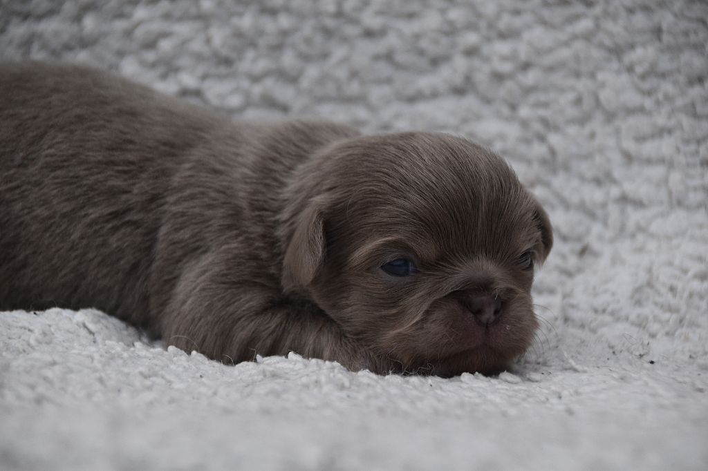De La Rodge Creux - Chiots disponibles - Chihuahua